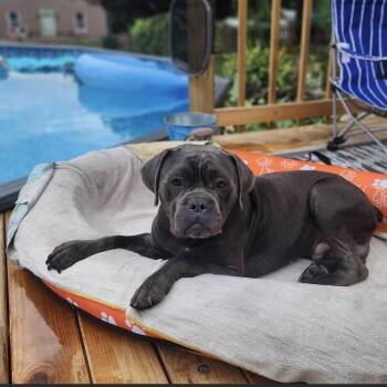 Joker -  Cane Corso Dog for Adoption in Manchester, Pennsylvania - Joker | PetCurious