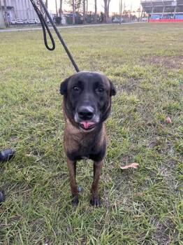 German Shepherd Dog Dogs Available for Adoption - VINNY | PetCurious