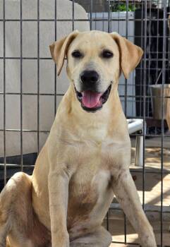 Carl -  Labrador Retriever Dog for Adoption in Canyon Lake, Texas - Carl | PetCurious