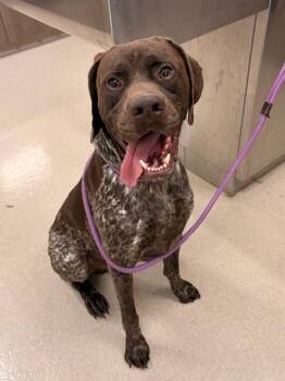 MADDUX -  German Shorthaired Pointer and Mixed Breed Dog for Adoption in Baytown, Texas - MADDUX | PetCurious