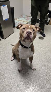 Pit Bull Terrier Dogs Available for Adoption - Brody | PetCurious