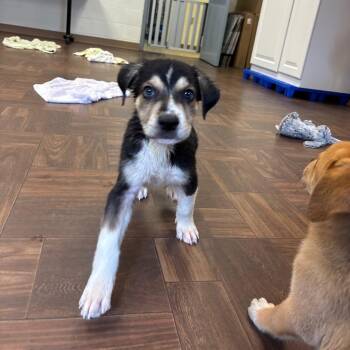 Lucky Charm -  Mixed Breed Dog for Adoption in Roxboro, North Carolina - Lucky Charm | PetCurious