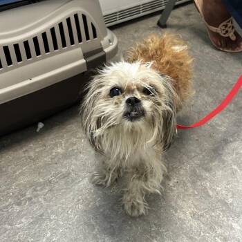Pearl -  Mixed Breed Dog for Adoption in Tunkhannock, Pennsylvania - Pearl | PetCurious