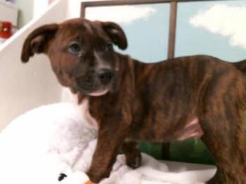 Staffordshire Bull Terrier and Mixed Breed Dogs Available for Adoption in Houston, Texas - A2070458 | PetCurious