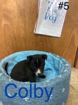 Rescue Australian Cattle Dog Blue Heeler Dogs for Adoption in Welling, Oklahoma - Colby | PetCurious