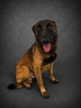 KAYCE -  German Shepherd Dog and Mixed Breed Dog for Adoption in Winter Haven, Florida - KAYCE | PetCurious