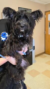 Scottish Terrier Dogs Available for Adoption in Maumelle, Arkansas - Lala | PetCurious