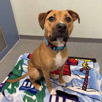 Loki -  Terrier and Pit Bull Terrier Dog for Adoption in New Castle, Delaware - Loki | PetCurious