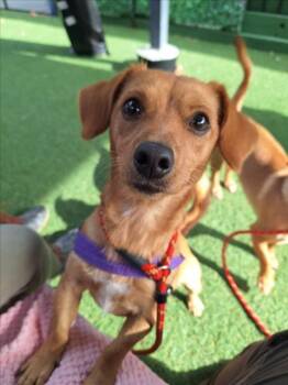 Rescue Chihuahua and Beagle Dogs for Adoption in Woodland, California - *MARLEY | PetCurious
