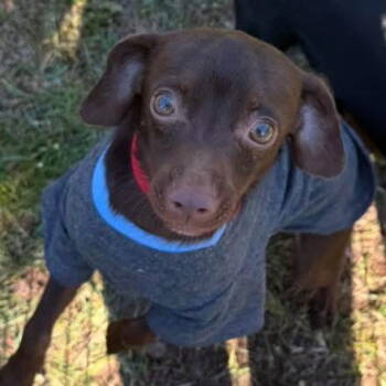 Rescue Chihuahua Dogs for Adoption in Grand Bay, Alabama - Titan | PetCurious