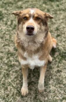 Husky and Mixed Breed Dogs Available for Adoption in Missoula, Montana - Amelia | PetCurious