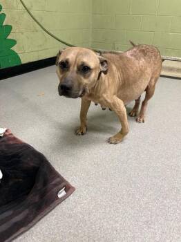 Pit Bull Terrier Dogs Available for Adoption - LEGS | PetCurious