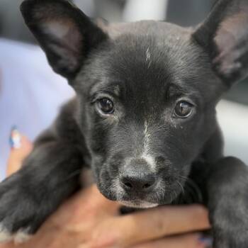 Snookums -  Labrador Retriever Dog for Adoption in Midland, Texas - Snookums | PetCurious