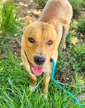 Rescue Pit Bull Terrier and Labrador Retriever Dogs for Adoption in Sacramento, California - CANELO | PetCurious