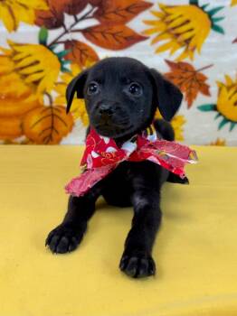 Minnie -  Chihuahua Dog for Adoption in Nacogdoches, Texas - Minnie | PetCurious