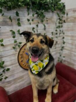 German Shepherd Dog Dogs Available for Adoption in Kennewick, Washington - Daisy | PetCurious