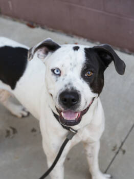 Rescue Mixed Breed Dogs for Adoption in Chamblee, Georgia - Bonkers | PetCurious