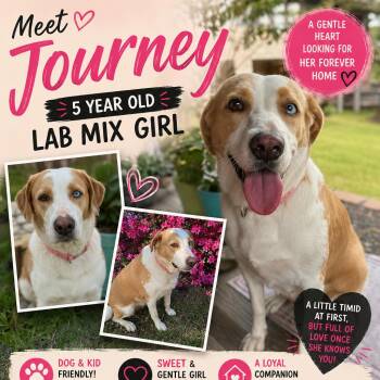 Journey -  Labrador Retriever Dog for Adoption in Anahuac, Texas - Journey | PetCurious