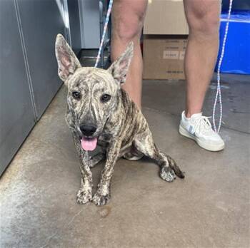 TIGGER -  Mixed Breed Dog for Adoption in Dallas, Texas - TIGGER | PetCurious