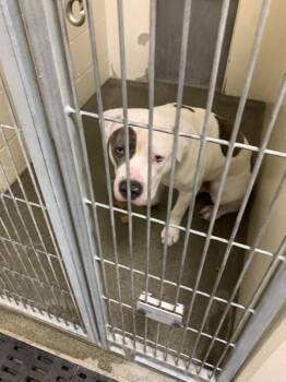 Pit Bull Terrier Dogs Available for Adoption in Vancouver, Washington - Onion | PetCurious