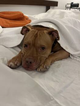 Mixed Breed Dogs Available for Adoption - Champ | PetCurious