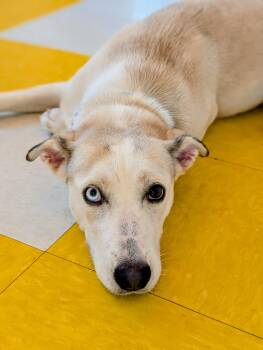 Rescue Yellow Labrador Retriever and Chihuahua Dogs for Adoption in Pass Christian, Mississippi - Cheyenne | PetCurious