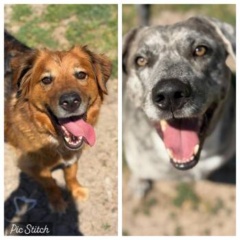 Catahoula Leopard Dog Dogs Available for Adoption in Krum, Texas - Heidi & Blue | PetCurious