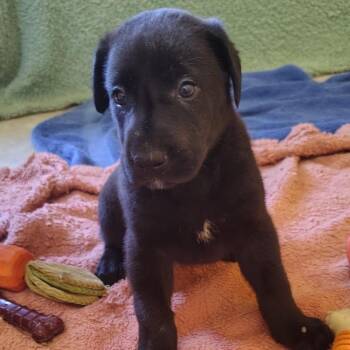 Lucy -  Great Dane Dog for Adoption in West Islip, New York - Lucy | PetCurious