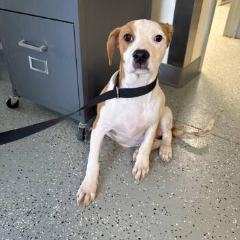 Jellyfish -  Terrier and Mixed Breed Dog for Adoption in Galax, Virginia - Jellyfish | PetCurious