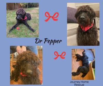Rescue Labradoodle Dogs for Adoption in East Wenatchee, Washington - Dr Pepper | PetCurious