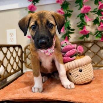 Autumn Beauty Pretty Little Princess -  German Shepherd Dog and Great Pyrenees Dog for Adoption in Friendswood, Texas - Autumn Beauty Pretty Little Princess | PetCurious