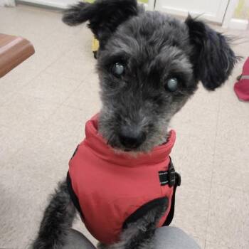 Schnauzer Dogs Available for Adoption in Groveland, Massachusetts - Logan | PetCurious