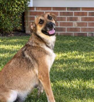 Dolly Momma Guitar -  Shepherd and Yellow Labrador Retriever Dog for Adoption in Andover, Massachusetts - Dolly Momma Guitar | PetCurious