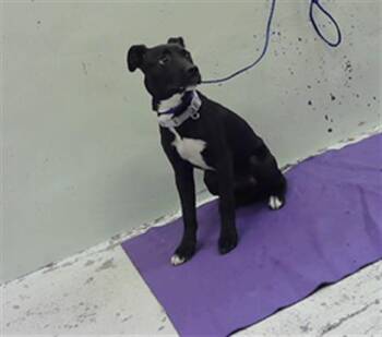 Labrador Retriever and Mixed Breed Dogs Available for Adoption in Houston, Texas - A2072211 | PetCurious