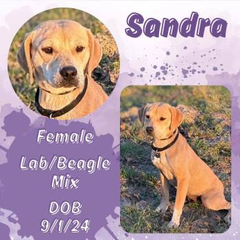 Beagle and Labrador Retriever Dogs Available for Adoption in Caldwell, Texas - Sandra | PetCurious