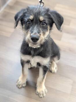 Stripe -  Shepherd and Terrier Dog for Adoption in Holly Springs, North Carolina - Stripe | PetCurious