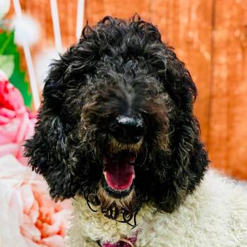 Bailey -  Standard Poodle Dog Available for Adoption in Lebanon, Missouri - Bailey | PetCurious