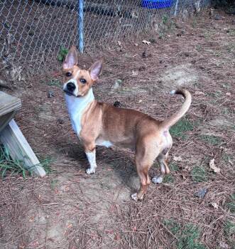 Jackie -  Corgi Dog for Adoption in Little Rock, Arkansas - Jackie | PetCurious