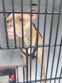 Zifa -  Fox Terrier and Mixed Breed Dog for Adoption in Atlanta, Georgia - Zifa | PetCurious