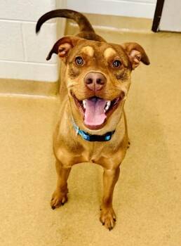 Labrador Retriever and Mixed Breed Dogs Available for Adoption in Derwood, Maryland - CASHEW | PetCurious