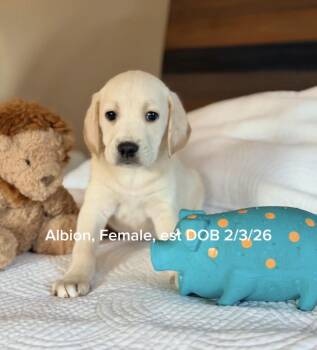 Labrador Retriever and Retriever Dogs Available for Adoption - Albion | PetCurious