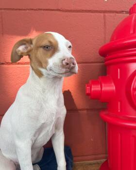 Rescue Terrier Dogs for Adoption in Pensacola, Florida - Tumbleweed | PetCurious