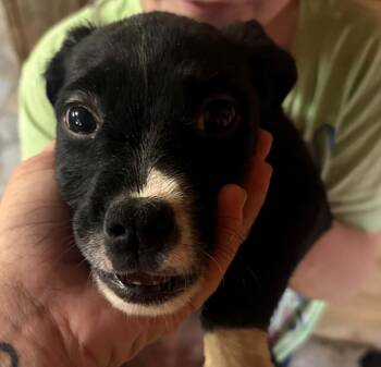 Queen -  Border Collie Dog for Adoption in Center Square, Pennsylvania - Queen | PetCurious