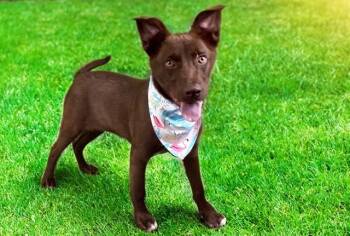 HERSHEY -  Labrador Retriever and Mixed Breed Dog for Adoption in Fort Lauderdale, Florida - HERSHEY | PetCurious