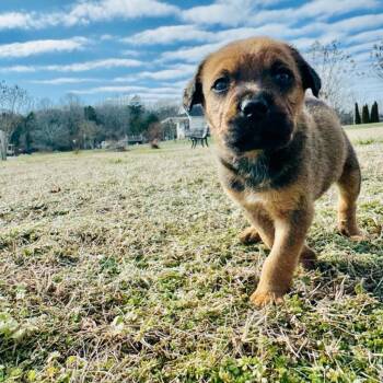 Rescue Rottweiler and Boxer Dogs for Adoption in Duck River, Tennessee - Dallas | PetCurious