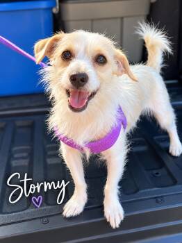 Stormy -  Chihuahua and Terrier Dog for Adoption in Casselberry, Florida - Stormy | PetCurious