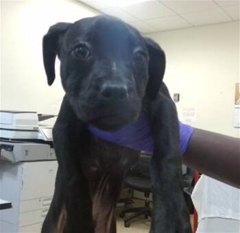 Pit Bull Terrier and Mixed Breed Dogs Available for Adoption - DETERGENT | PetCurious