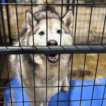 Alaskan Malamute Dogs Available for Adoption in Fort Smith, Arkansas - Shadow | PetCurious