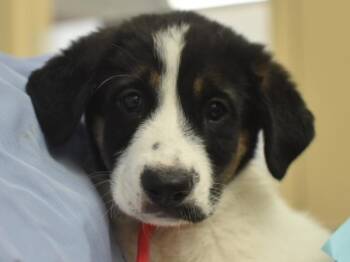 Sarah -  Great Pyrenees and Shepherd Dog for Adoption in Portland, Oregon - Sarah | PetCurious