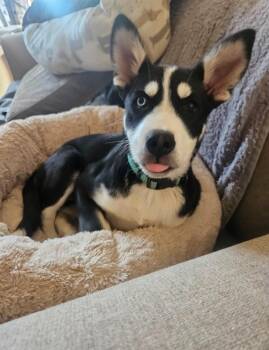 Georgia the sweet little vixen -  Siberian Husky and Labrador Retriever Dog for Adoption in Missoula, Montana - Georgia The Sweet Little Vixen | PetCurious